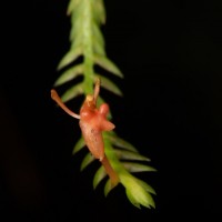 Stichorkis gibbosa (Finet) J.J.Wood